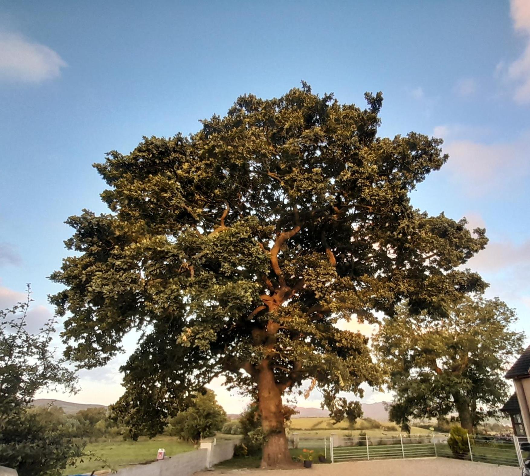 Вилла Oaktree Manor Каслуэллан Экстерьер фото